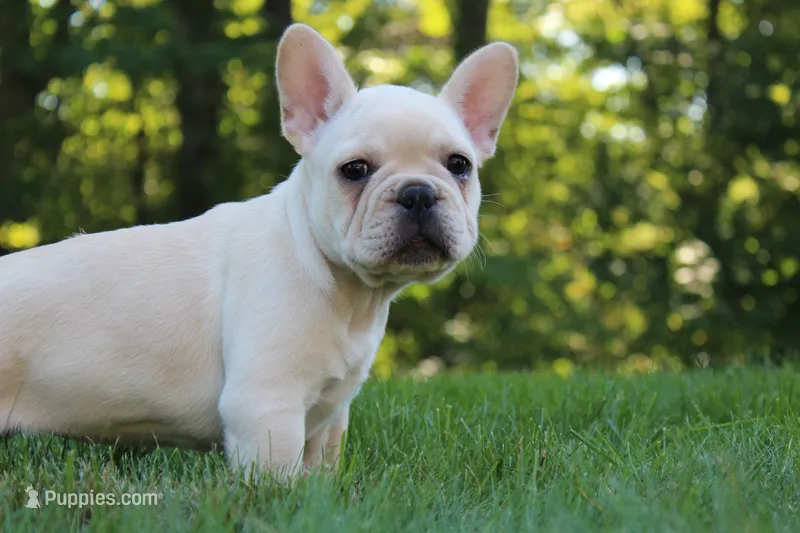 Birch – French Bulldog puppy for sale in Sugarcreek, OH