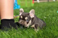 Chase , a male French Bulldog for sale in Sugarcreek, OH – 2 of 9