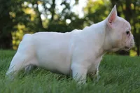 Buffy, a female French Bulldog for sale in Sugarcreek, OH – 2 of 3