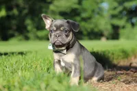 Mason, a male French Bulldog for sale in Sugarcreek, OH – 10 of 10