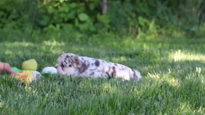 Peggy, a female French Bulldog for sale in Sugarcreek, OH – 10 of 10
