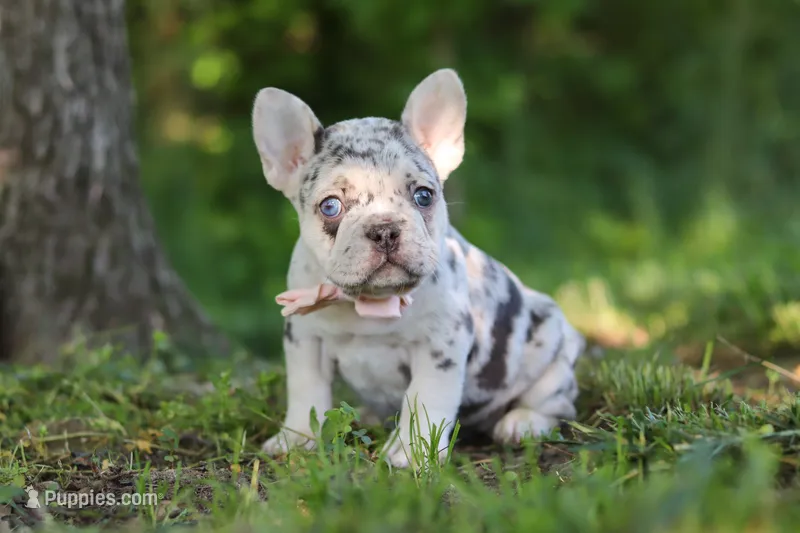 Peggy – French Bulldog puppy for sale in Sugarcreek, OH