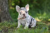 Peggy, a female French Bulldog for sale in Sugarcreek, OH – 1 of 10