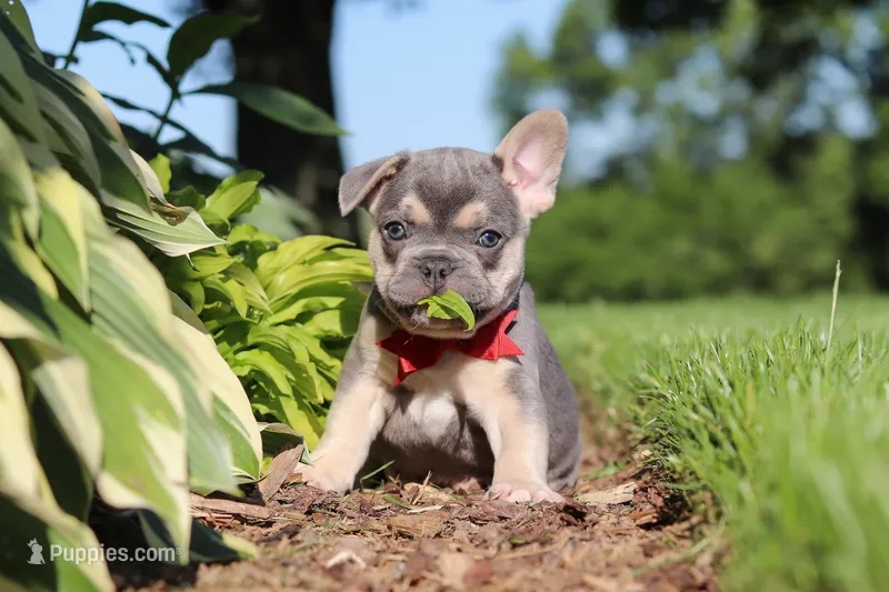 Parker – French Bulldog puppy for sale in Sugarcreek, OH