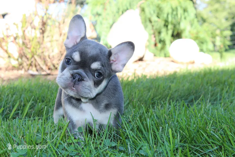 Blessing – French Bulldog puppy for sale in Sugarcreek, OH