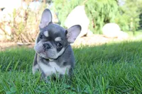 Blessing, a female French Bulldog for sale in Sugarcreek, OH – 1 of 3