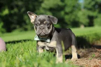 Mason, a male French Bulldog for sale in Sugarcreek, OH – 2 of 10