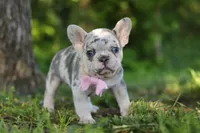 Petunia, a female French Bulldog for sale in Sugarcreek, OH – 3 of 9