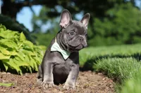 Marco, a male French Bulldog for sale in Sugarcreek, OH – 9 of 10