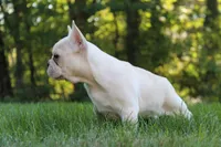 Birch, a female French Bulldog for sale in Sugarcreek, OH – 2 of 4