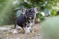 Peirre, a male French Bulldog for sale in Sugarcreek, OH – 4 of 8