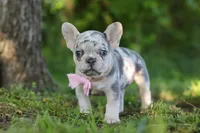 Petunia, a female French Bulldog for sale in Sugarcreek, OH – 6 of 9