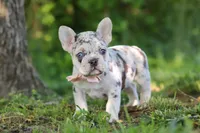 Peggy, a female French Bulldog for sale in Sugarcreek, OH – 2 of 10