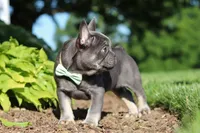 Marco, a male French Bulldog for sale in Sugarcreek, OH – 3 of 10