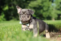 Mason, a male French Bulldog for sale in Sugarcreek, OH – 9 of 10
