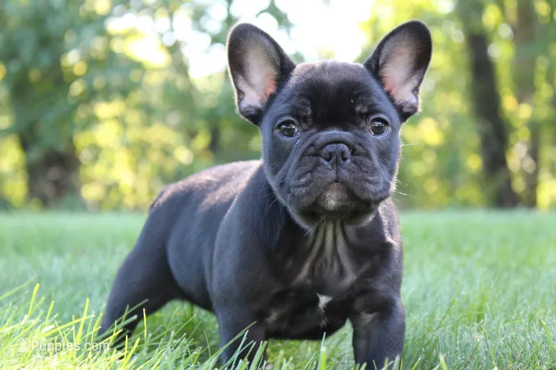 Briar – French Bulldog puppy for sale in Sugarcreek, OH