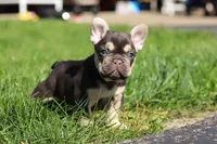 Chase , a male French Bulldog for sale in Sugarcreek, OH – 6 of 9