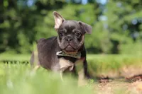 Mason, a male French Bulldog for sale in Sugarcreek, OH – 3 of 10