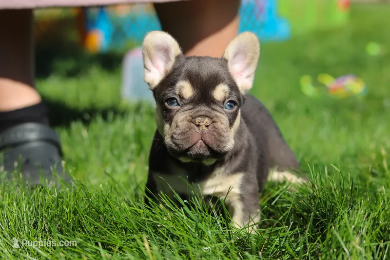 Chase  – French Bulldog puppy for sale in Sugarcreek, OH