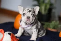 Cookie, a female French Bulldog for sale in Sugarcreek, OH – Photo 4 of 10