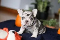 Cookie, a female French Bulldog for sale in Sugarcreek, OH – Photo 3 of 10