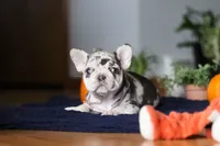 Cookie, a female French Bulldog for sale in Sugarcreek, OH – Photo 2 of 10