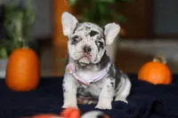 Cookie, a female French Bulldog for sale in Sugarcreek, OH – Photo 8 of 10