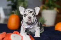 Cookie, a female French Bulldog for sale in Sugarcreek, OH – Photo 1 of 10