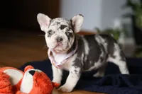 Cookie, a female French Bulldog for sale in Sugarcreek, OH – Photo 7 of 10