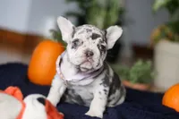 Cookie, a female French Bulldog for sale in Sugarcreek, OH – Photo 5 of 10