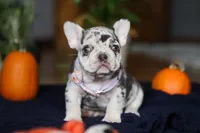 Cookie, a female French Bulldog for sale in Sugarcreek, OH – Photo 9 of 10