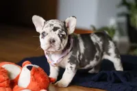 Cookie, a female French Bulldog for sale in Sugarcreek, OH – Photo 6 of 10