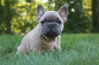 Butterscotch, a female French Bulldog for sale in Sugarcreek, OH – 1 of 3