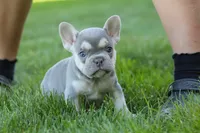 Poppy, a female French Bulldog for sale in Sugarcreek, OH – 10 of 10