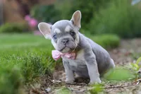 Poppy, a female French Bulldog for sale in Sugarcreek, OH – 6 of 10