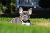Marshall, a male French Bulldog for sale in Sugarcreek, OH – 7 of 10