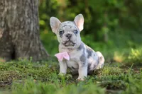 Petunia, a female French Bulldog for sale in Sugarcreek, OH – 4 of 9
