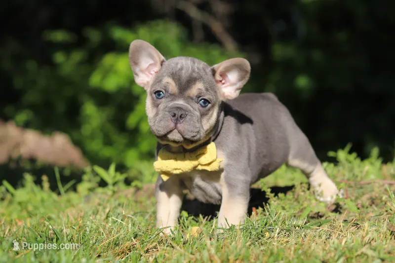 Pete – French Bulldog puppy for sale in Sugarcreek, OH