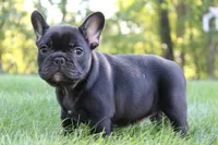 Briar, a female French Bulldog for sale in Sugarcreek, OH – 3 of 3