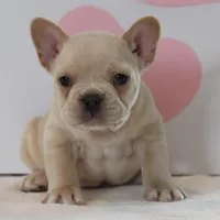 Valentine, a female French Bulldog for sale in Sugarcreek, OH – Photo 1 of 3