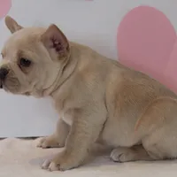 Valentine, a female French Bulldog for sale in Sugarcreek, OH – Photo 3 of 3