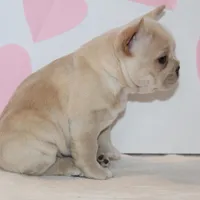 Valentine, a female French Bulldog for sale in Sugarcreek, OH – Photo 2 of 3