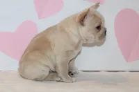 Valentine, a female French Bulldog for sale in Sugarcreek, OH – Photo 2 of 3