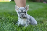 Poppy, a female French Bulldog for sale in Sugarcreek, OH – 9 of 10