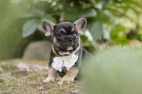Peirre, a male French Bulldog for sale in Sugarcreek, OH – 7 of 8