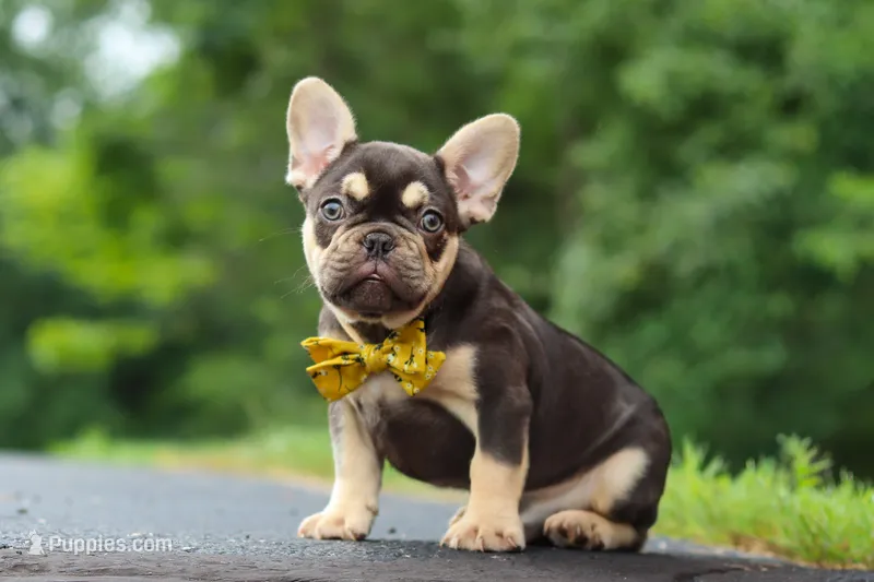Chase  – French Bulldog puppy for sale in Sugarcreek, OH