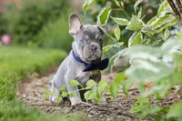 Moore, a male French Bulldog for sale in Sugarcreek, OH – 6 of 9