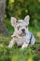 Peggy, a female French Bulldog for sale in Sugarcreek, OH – 6 of 10
