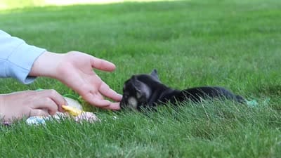 Percy, a male French Bulldog for sale in Sugarcreek, OH – 7 of 7