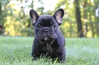 Briar, a female French Bulldog for sale in Sugarcreek, OH – 2 of 3